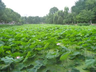 diary-image